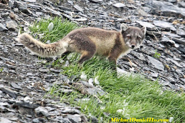  arctic fox in svalbard