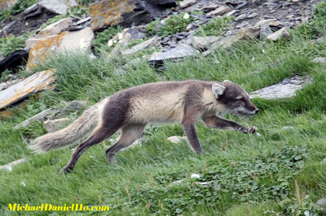 photo of arctic fox
