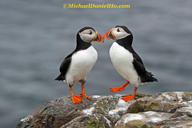 atlantic puffins standing on rock