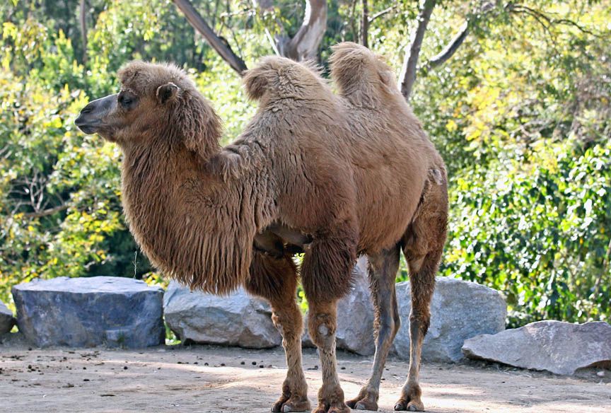 photo of Bactrian camel