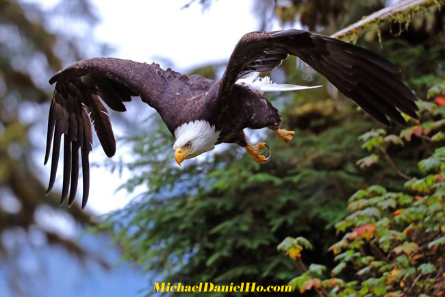 photo of Bald eagle flying in Alaska