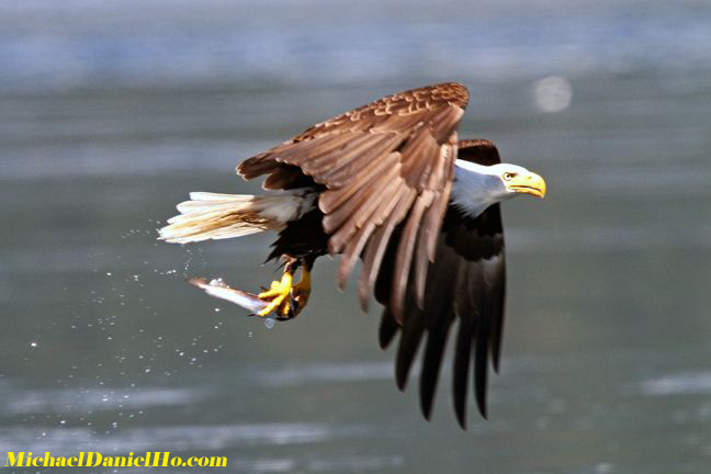 Bald Eagle flying in alaska