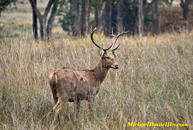photo of barasingha deer in India