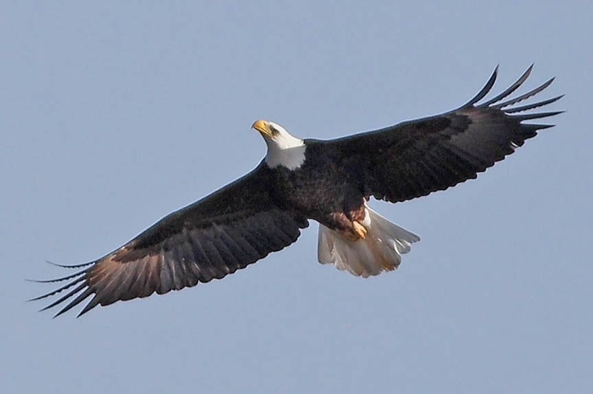 bald eagle photo in alaska