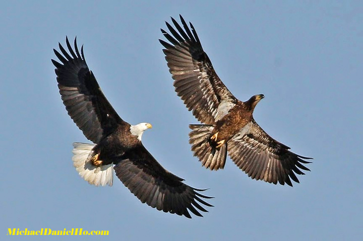 bald eagle flying in alaska