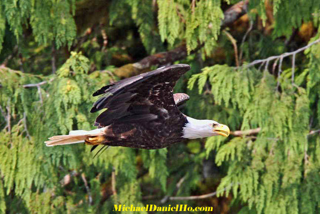Bald Eagle photo in alaska