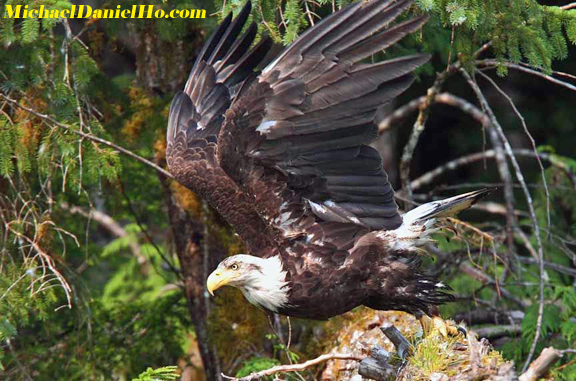 photo of bald eagle in alaska