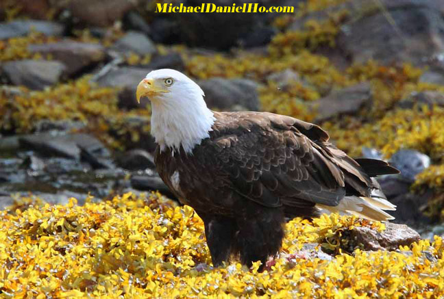 Bald Eagle in alaska