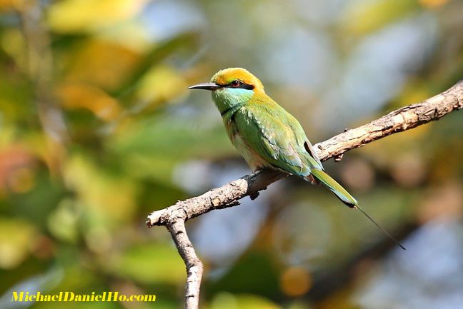 photo of Green bee-eater
