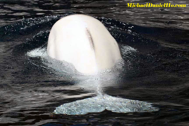 beluga whale photos