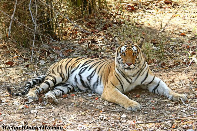 bengal tiger in Bandhavgarh national park, India