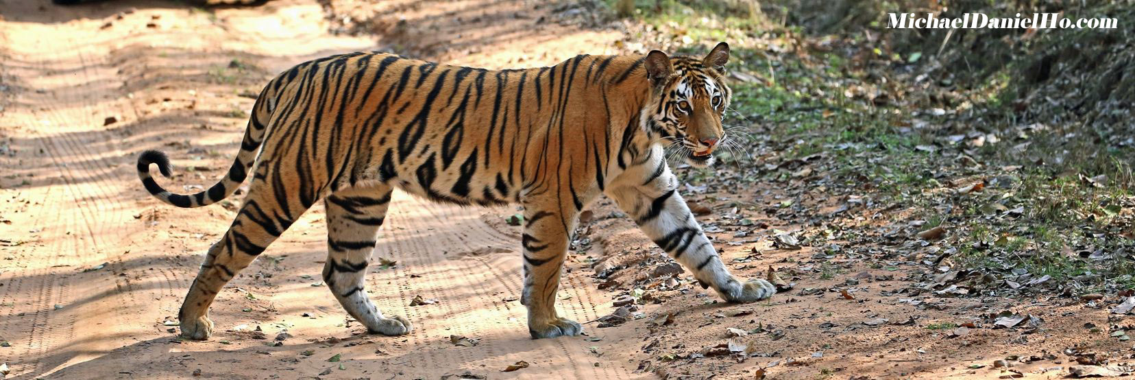 photo of bengal tiger in India