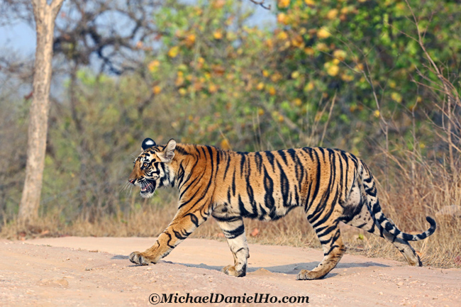 Bengal tiger in Bandhavgarh national park, India