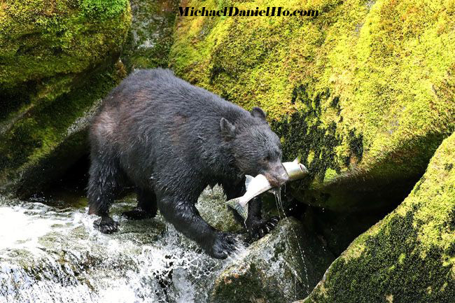 photo of Black Bear fishing for salmon in Alaska