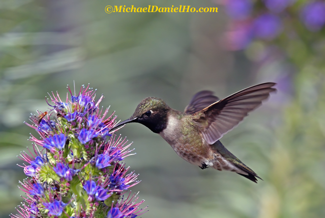 black-chinned hummingbird feeding