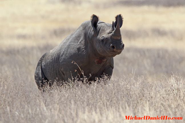 black rhino photos