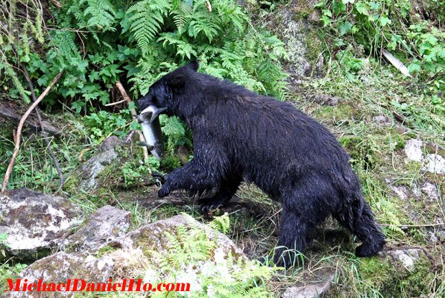 black bear photos