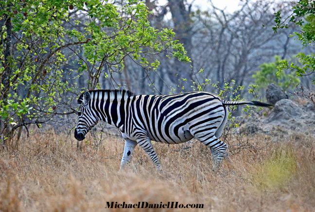 photo of Burchell Zebra in Africa