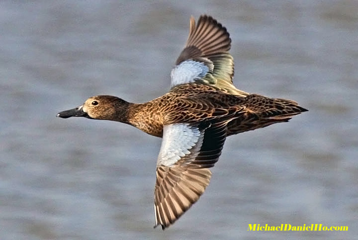 Photo of blue winged teal duck