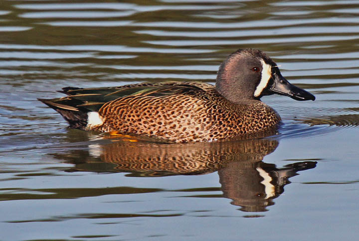 photo of blue winged teal