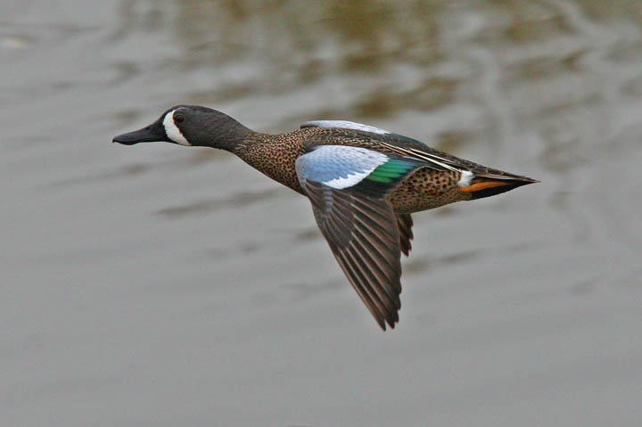 photo of blue winged teal duck