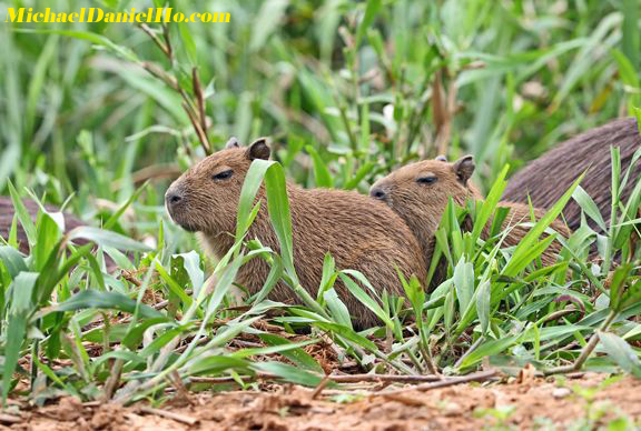 photo of Capybara