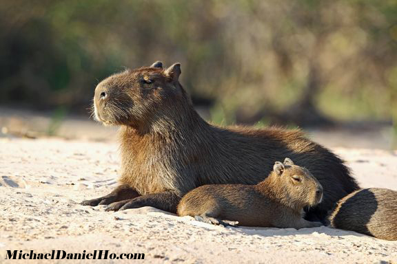 photo of capybara pups and mom