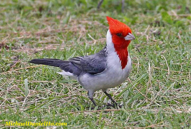 photo of cardinal bird