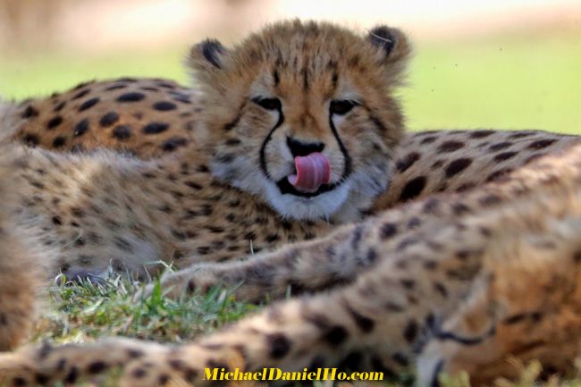 Cheetah cub in africa