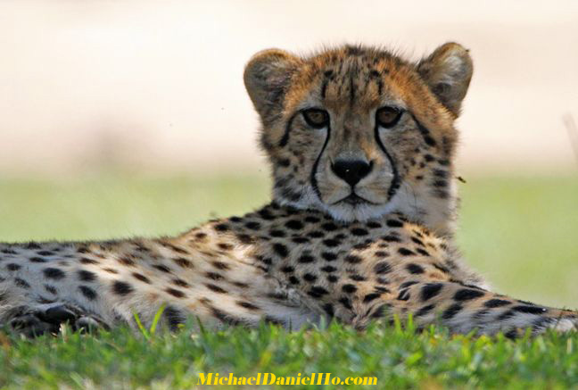 Cheetah photos