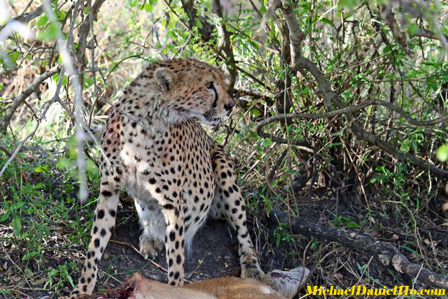 Cheetah photos