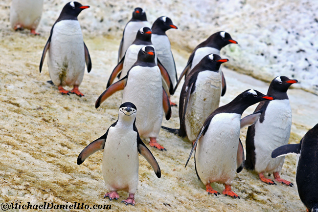 chinstrap penguin among gentoo penguins in Antarctica