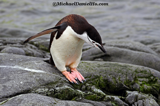 chinstrap Penguin standing on rock