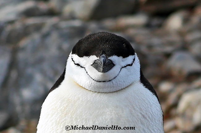 chinstrap penguin portrait shot in antarctica