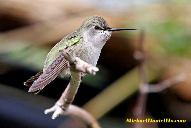 costa hummingbird photos