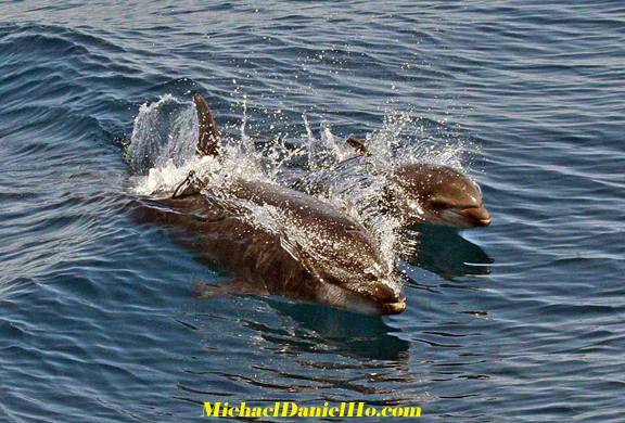 mother dolphin and calf