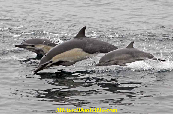 dolphin and calf