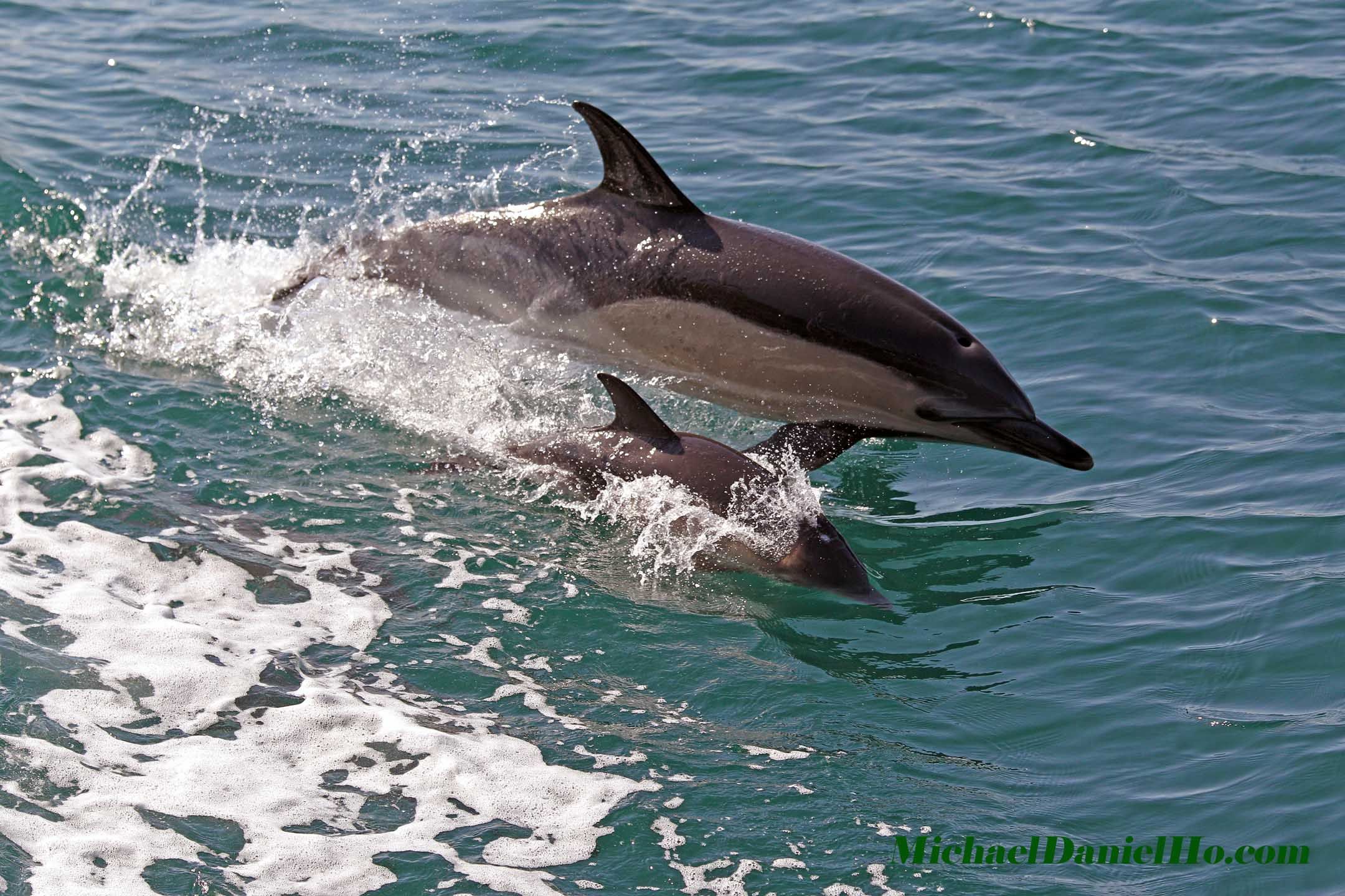 common dolphin and calf