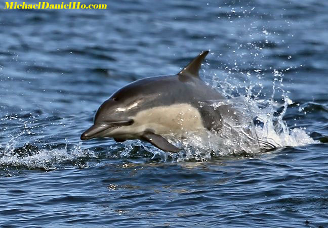 common dolphin swimming
