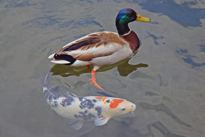 photo of mallard duck