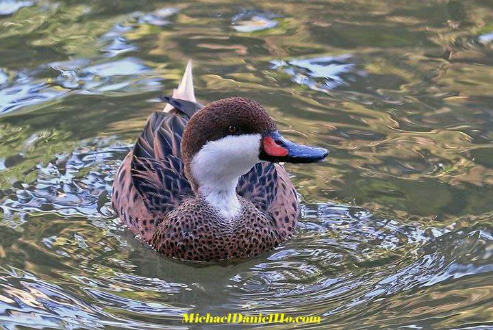 photo of pintail duck