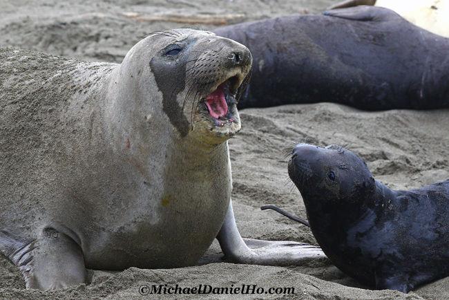 photo of elephant seal mom with pup