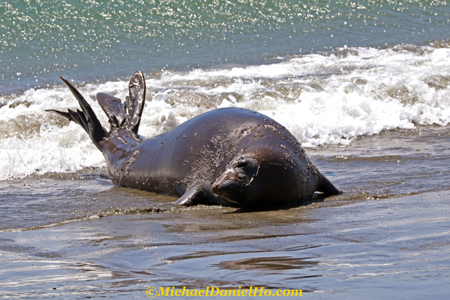 photo of elephant seal on beach