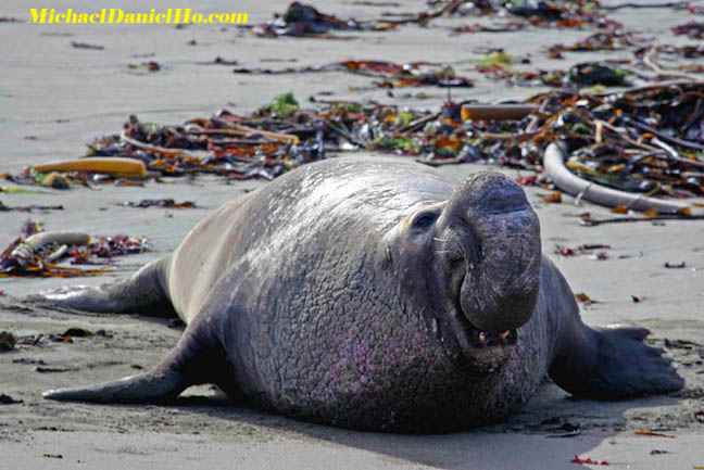 photo of harbor seal