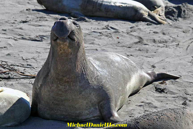 photo of elephant seal