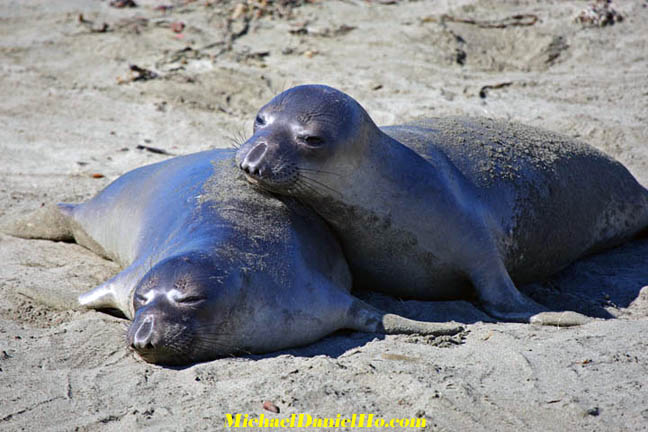 photo of elephant seals
