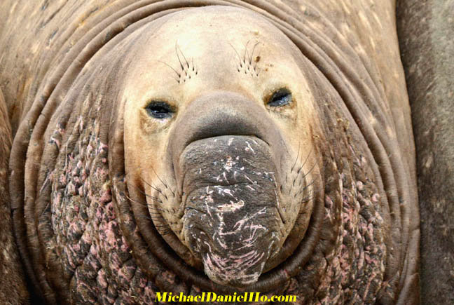 photo of Elephant seal