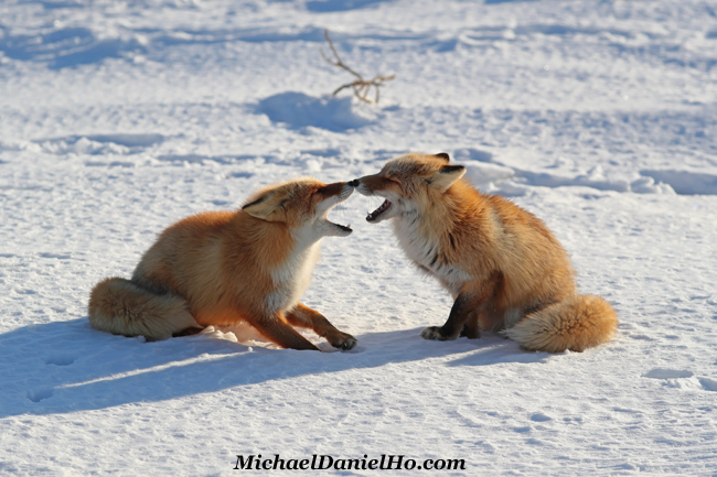 photo of ezo foxes