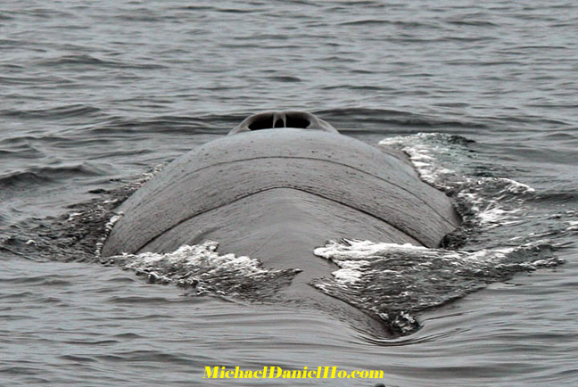 Fin whale photo
