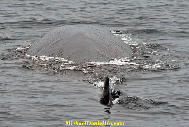 Fin whale photos